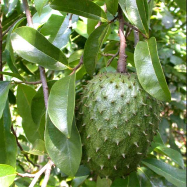 20kpl Soursop trooppisia hedelmiä vaniljakastike Graviola Annona muricata siemeniä on Productcaster.