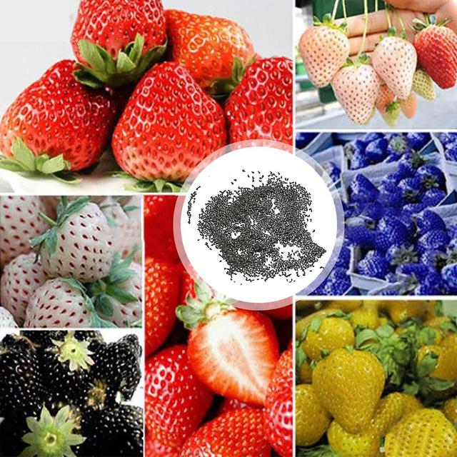 3 x 100Pcs/Bag Strawberry Seeds Succulent Source of Vitamin Georgic Healthy Strawberry Seeds for Gar on Productcaster.