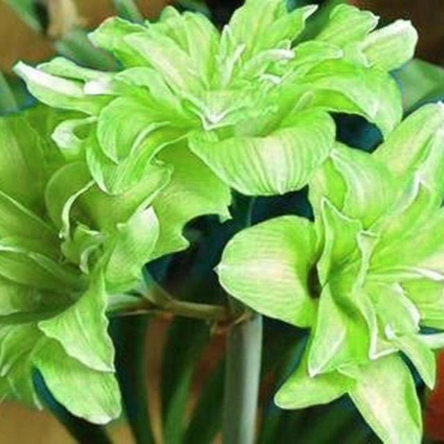 20pcs/bag Amaryllis Seeds Quick Growth Landscaping Non Gmo Easy Care Amaryllis Seeds Houseplants Garden Supplies Light Green on Productcaster.