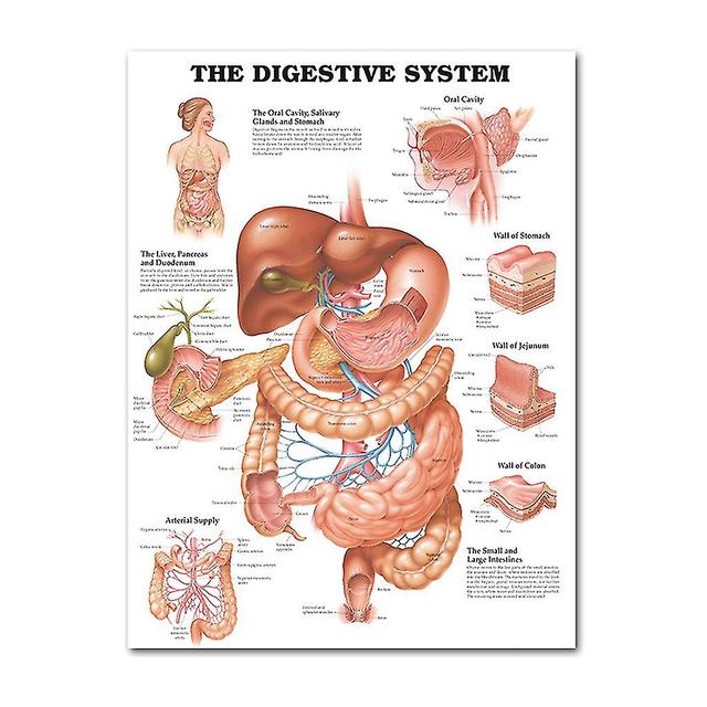 Xzky Anatomical Poster Set - Laminated - Muscular, Skeletal, Digestive, Respiratory, Circulatory, Endocrine, Lymphatic, Male & Female Reproductive,... on Productcaster.