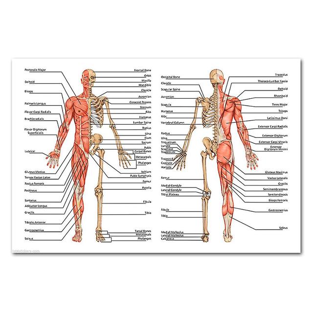 Anatomická sada plagátov - laminovaná - svalnatá, kostrová, tráviaca, dýchacia, obehová, endokrinná, lymfatická, mužská a ženská reprodukčná, nervo... on Productcaster.