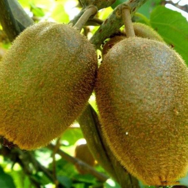 100st sällsynta hallon / björnbär / jordgubbe / kiwifrön näringsrika frukter bonsai Kiwi Seeds on Productcaster.