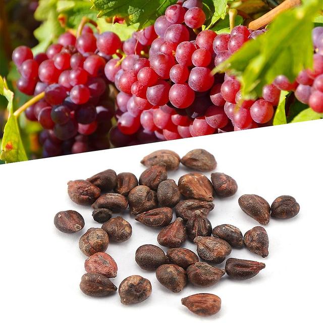 Delicious Natural Growth Fruit Miniature Grape Seeds (5 Pack) on Productcaster.