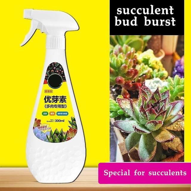 Belita Amy Succulent plant Eugenin promotes budding, dwarf fat, prevents leggy organic granules, succulent, and succulent 300ml on Productcaster.