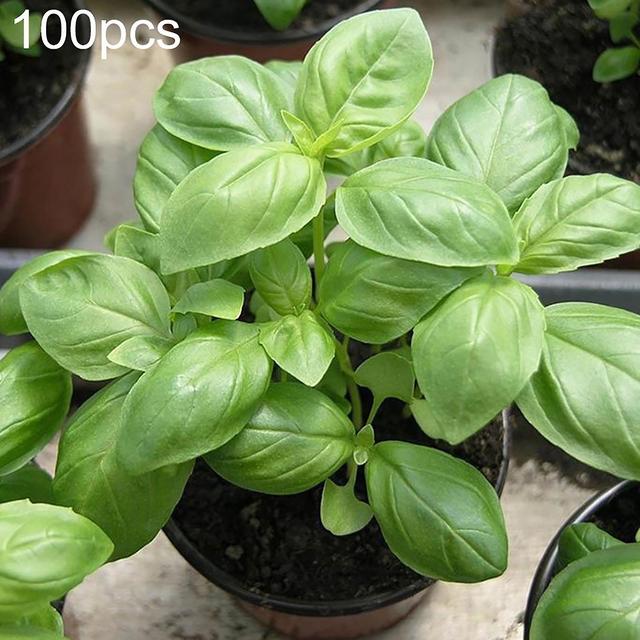 1 Bag Ocimum Basilicum Seeds Fast Growing High Survival Rate Natural Edible Basil Seeds for Parterre bluelans on Productcaster.