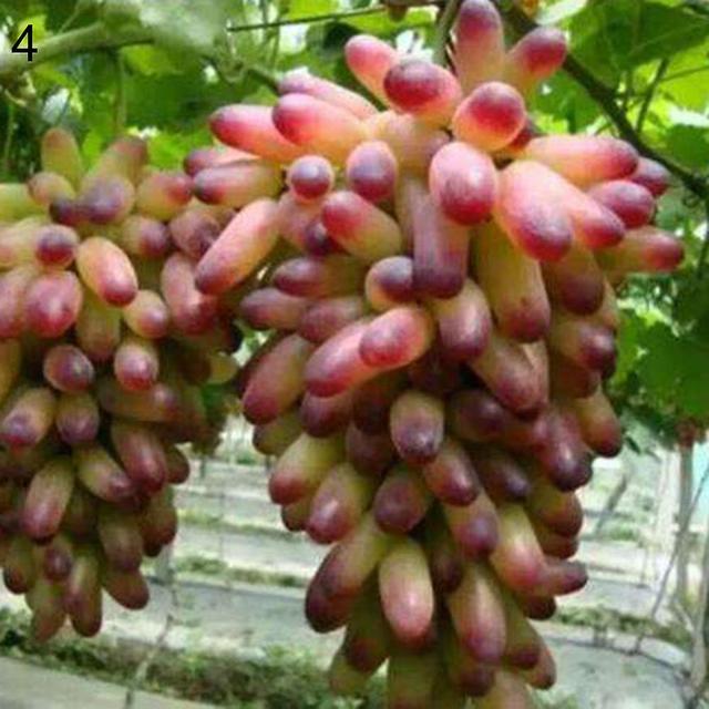 100Pcs Grape Seeds Delicious Fruit Plant Courtyard Garden Roof Balcony Decor 4 on Productcaster.