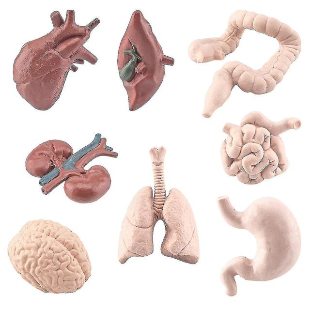 8pc Educational Human Organ Models - Brain, Heart, Liver, Stomach, Large Intestine, Small Intestine on Productcaster.