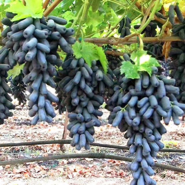 Leadrop 30 Stück Traubenkerne Feuchtigkeitsbedarf ballaststoffreiche Pflanzen Garten gentechnikfreie Traubenkerne für den Garten Grape Seeds on Productcaster.