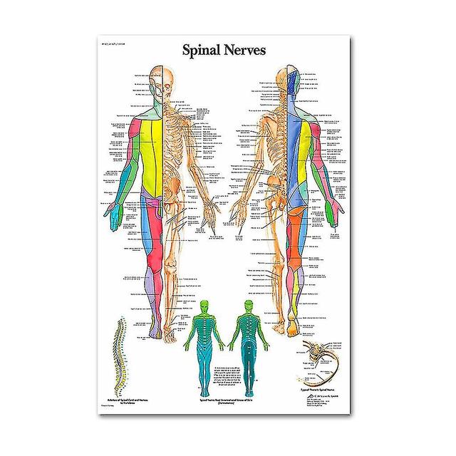 Anatomical Poster Set - Laminated - Muscular, Skeletal, Digestive, Respiratory, Circulatory, Endocrine, Lymphatic, Male & Female Reproductive, Nerv... on Productcaster.