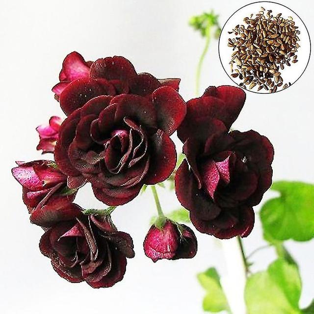 100Pcs/Bag Pelargonium Hortorum Seeds Blooming Fragrance Ornamental Bright-colored Geranium Flowers on Productcaster.