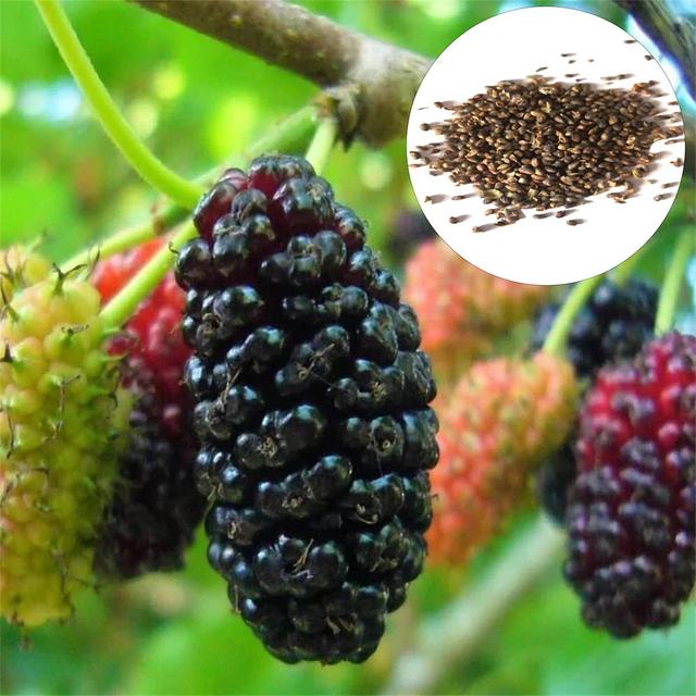 3 x 600Pcs/Bag Mulberry Seeds Sweet Taste Nutrient-rich Juicy Fruits Natural Easy to Plant Edible on Productcaster.