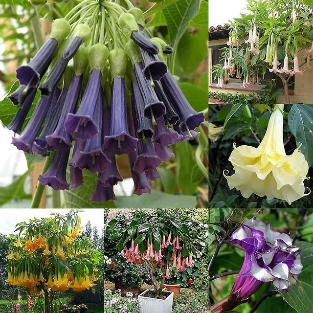 300pcs/bag Datura Seeds Non Gmo Attractive Eco-friendly Bonsai Garden Thorn Apple Seeds For Home tao on Productcaster.