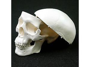 Human Anatomical Model Medicine Skull Human Anatomical Anatomy Head Studying Anatomy Teaching Supplies Skull Model on Productcaster.