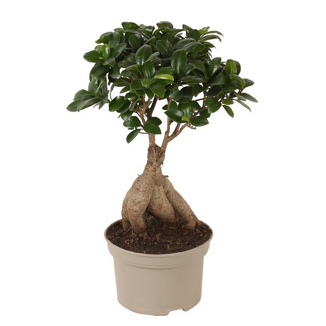 Plant in a Box Ficus Ginseng 'Japanse Bonsai' - Topf 12cm - Höhe 30-40cm Grün H30cm x W12cm on Productcaster.