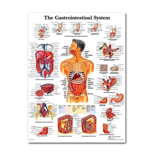 Tmall Anatomisk plakatsæt - lamineret - muskuløs, skelet, fordøjelseskanal, åndedrætsorganer, kredsløbssygdomme, endokrine, lymfatiske, mandlige og... on Productcaster.