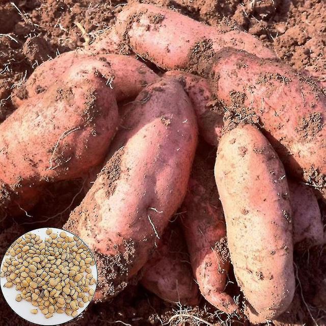 200pcs Sweet Potato Seeds Bonsai Garden Delicious Fruit Vegetable Farm Plant on Productcaster.