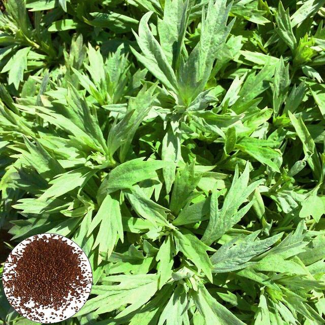 Platinum Chang 50pcs/bag Mugwort Seeds High Germination Flourishing Strong Vitality Quick Growth Green Gardening Se on Productcaster.