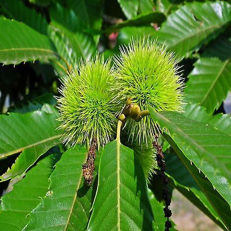 Jardimdaceleste Castanea sativa (châtaigne douce) - Plante on Productcaster.