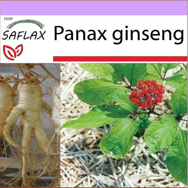 - 10 siementä - Korean ginseng - Ginseng Coren - Ginseng - Ginseng Genuino Coreano - Echter Koreanischer Ginseng on Productcaster.