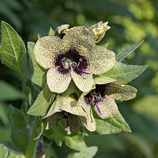 Kripyery 1 posefrø Høj overlevelsesrate Naturligt højt udbytte Let at plante Hyoscyamus niger frø til hjemmet Hyoscyamus niger seeds on Productcaster.