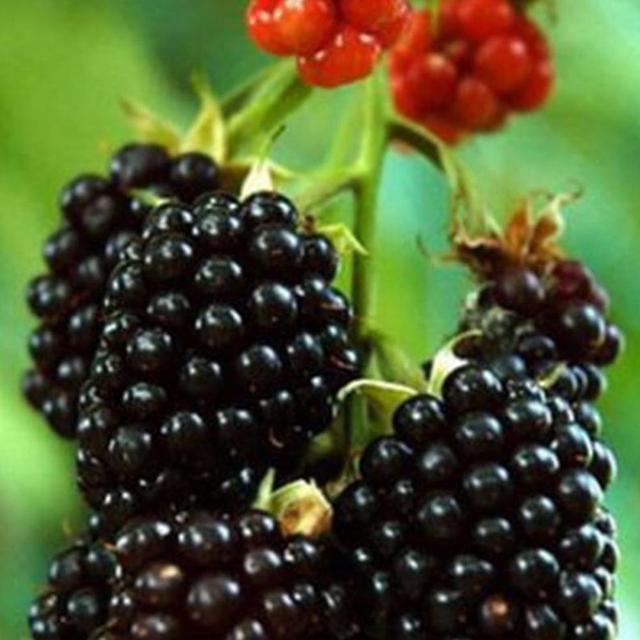 100Pcs Rare Raspberry/Blackberry/Strawberry/Kiwi Seeds Nutritious Fruits Bonsai Blackberry Seeds on Productcaster.