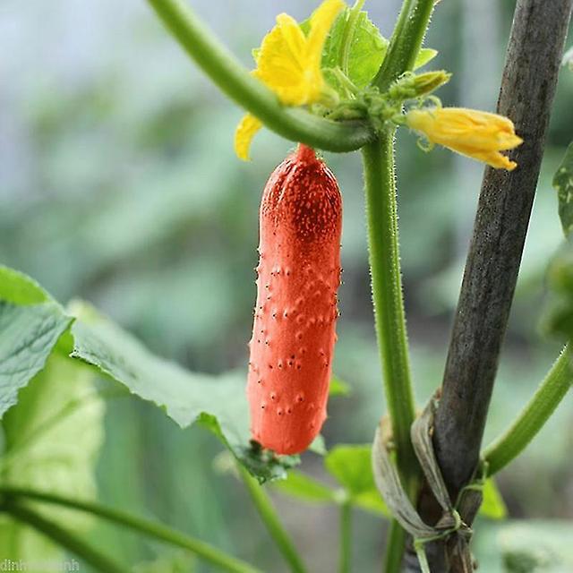 100 Stück/Beutel Samen Natürliche wassersparende rote Bonsai rote Gurke Samen für den Garten on Productcaster.