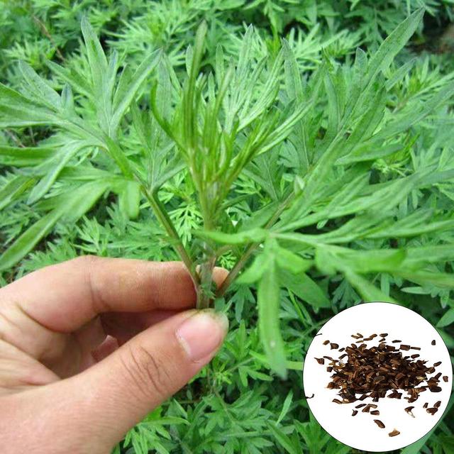 30Pcs/Bag Artemisia Seed Easy to Cultivate Quickly Grow High Yield Eco-Friendly Artemisia Annua on Productcaster.