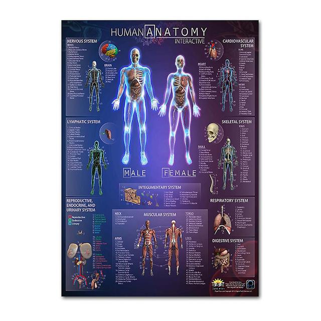 Anatomical Poster Set - Laminated - Muscular, Skeletal, Digestive, Respiratory, Circulatory, Endocrine, Lymphatic, Male & Female Reproductive, Nerv... on Productcaster.