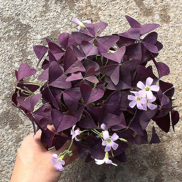 50Pcs Shamrocks Seeds Eco-friendly Drought Tolerant Fresh Bonsai Purple Flower Seeds Decor for Home on Productcaster.