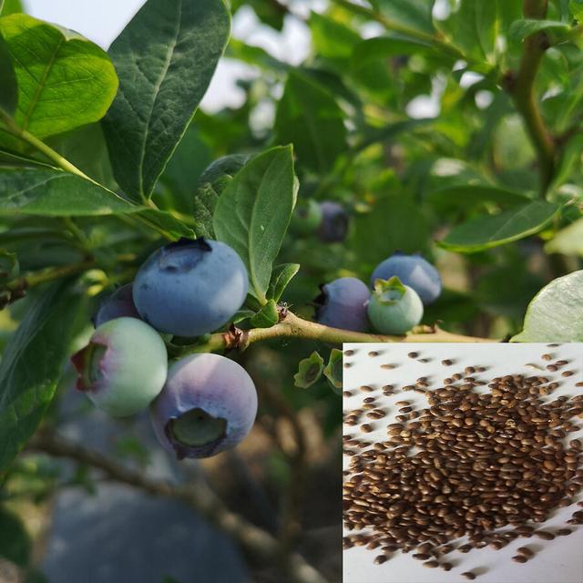 Kripyery 50 stücke/beutel gartensamenquelle von vitamin c rustikaler kleiner gentechnikfreier heidelbeersamen für den bauernhof Blueberry Seeds on Productcaster.