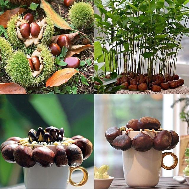 Leadthin 2Pcs/Bag Chinese Chestnut Seed Sunshine Demand Nutritious Portable Natural Chinese Chestnut Seed for Yard on Productcaster.