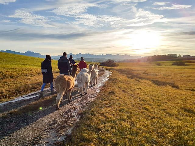 Smartbox - Alpakawanderung mit Picknick im Allgäu - Geschenkideen on Productcaster.