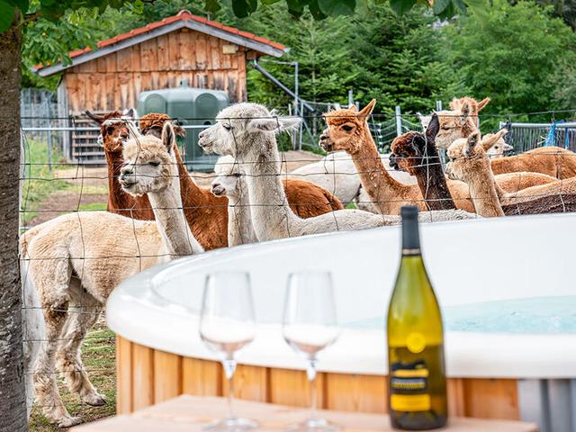 Smartbox - Keep calm and relax with alpacas! - Geschenkideen on Productcaster.