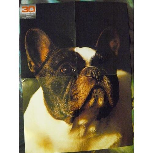 Poster A2 Bouledogue Français on Productcaster.