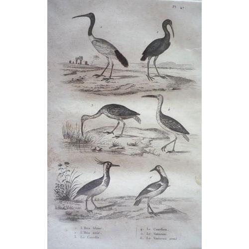 Gravure D'oiseaux De Buffon. Planche 47 : L'ibis Blanc, L'ibis Noir... on Productcaster.