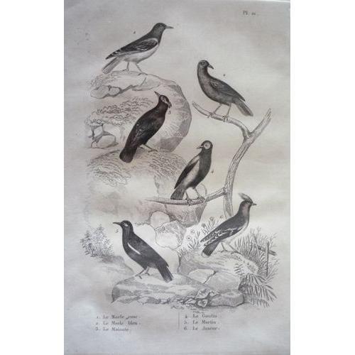 Gravure D'oiseaux De Buffon. Planche 21 : Le Merle Rose, Le Merle B... on Productcaster.