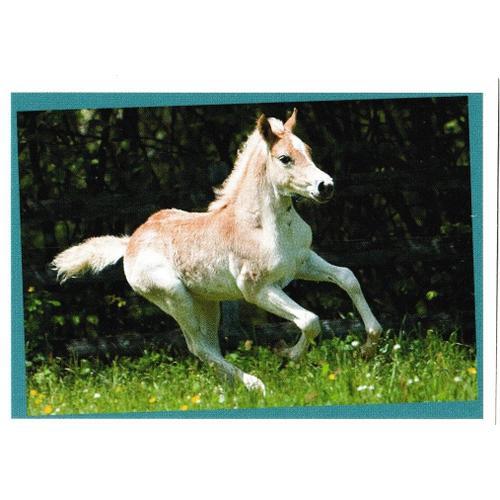 N° 7 - Stickers Image Panini Chevaux Une Aventure Incroyable on Productcaster.