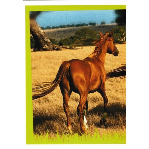 N° 31 - Stickers Image Panini Chevaux Une Aventure Incroyable on Productcaster.