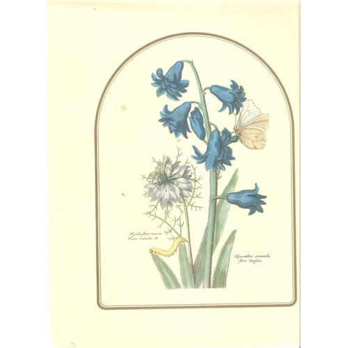 Image À Encadrer Nigella Hyacinthus Papillon Art & Decor Serie 103 ... on Productcaster.