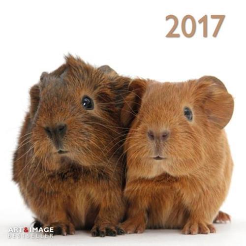 Calendrier 2017 - Guinea Pigs - Cochons D'inde - 30x30 Cm on Productcaster.