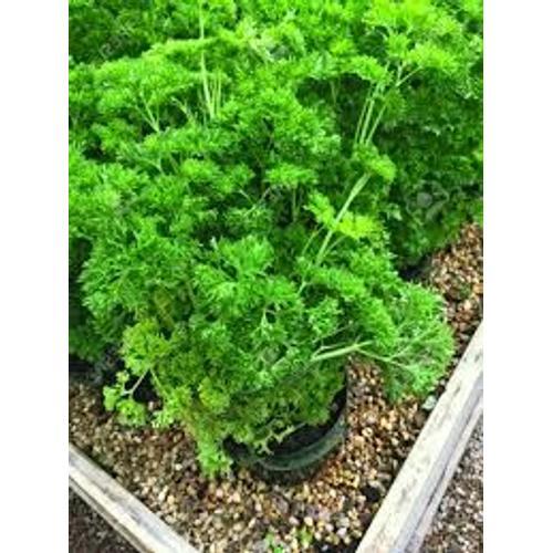 20 Graines Persil Frisé Vert Foncé Bio Du Jardin on Productcaster.