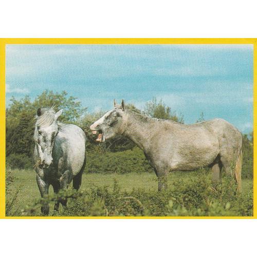 N°4 - Stickers Image Image Panini Chevaux & Poneys Mes Meilleurs Amis on Productcaster.