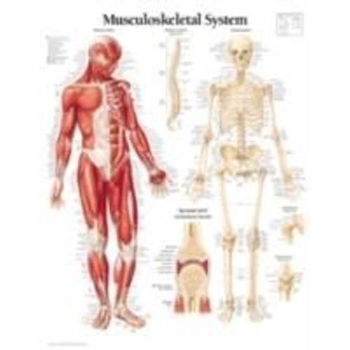 Musculoskeletal System on Productcaster.