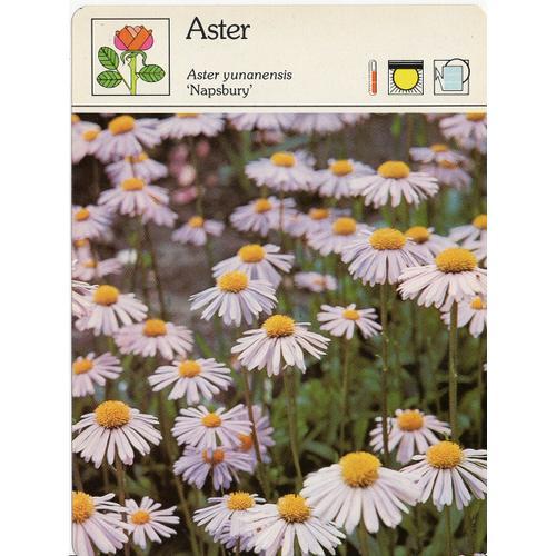 Fiche Aster on Productcaster.