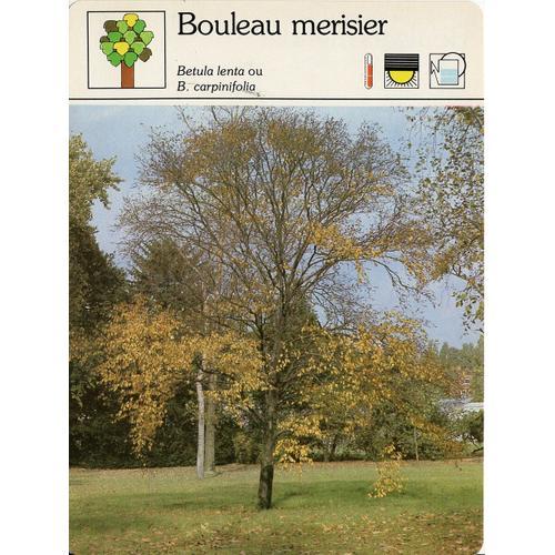 Fiche Bouleau Merisier on Productcaster.