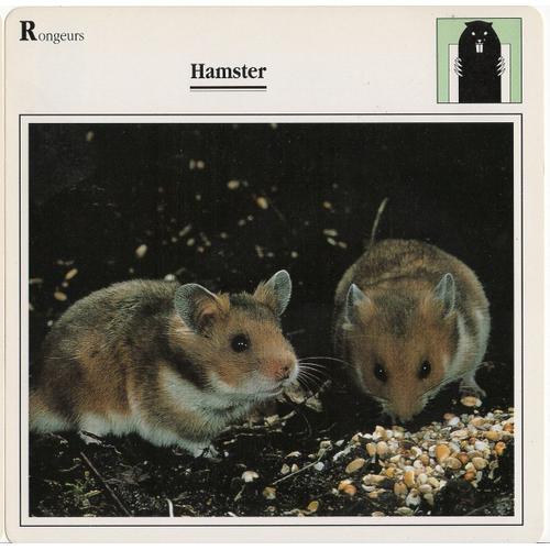 Fiche Hamster on Productcaster.