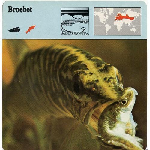 Fiche Brochet on Productcaster.