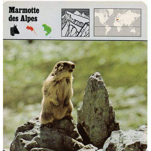 Fiche Marmotte Des Alpes on Productcaster.