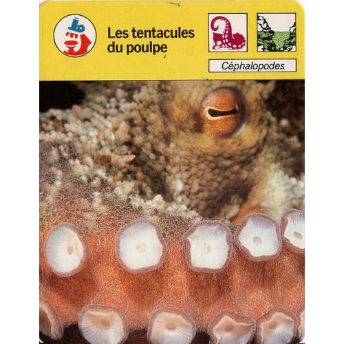 Fiche Cousteau Les Tentacules Du Poulpe on Productcaster.