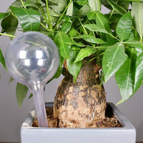 Ampoules d'Arrosage existent pour Plantes, Globes en Plastique, Dis... on Productcaster.